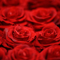 Large Red Roses Square Home Gifts Leleyat Rose