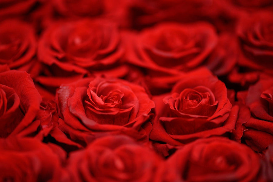 Large Red Roses Square Home Gifts Leleyat Rose 